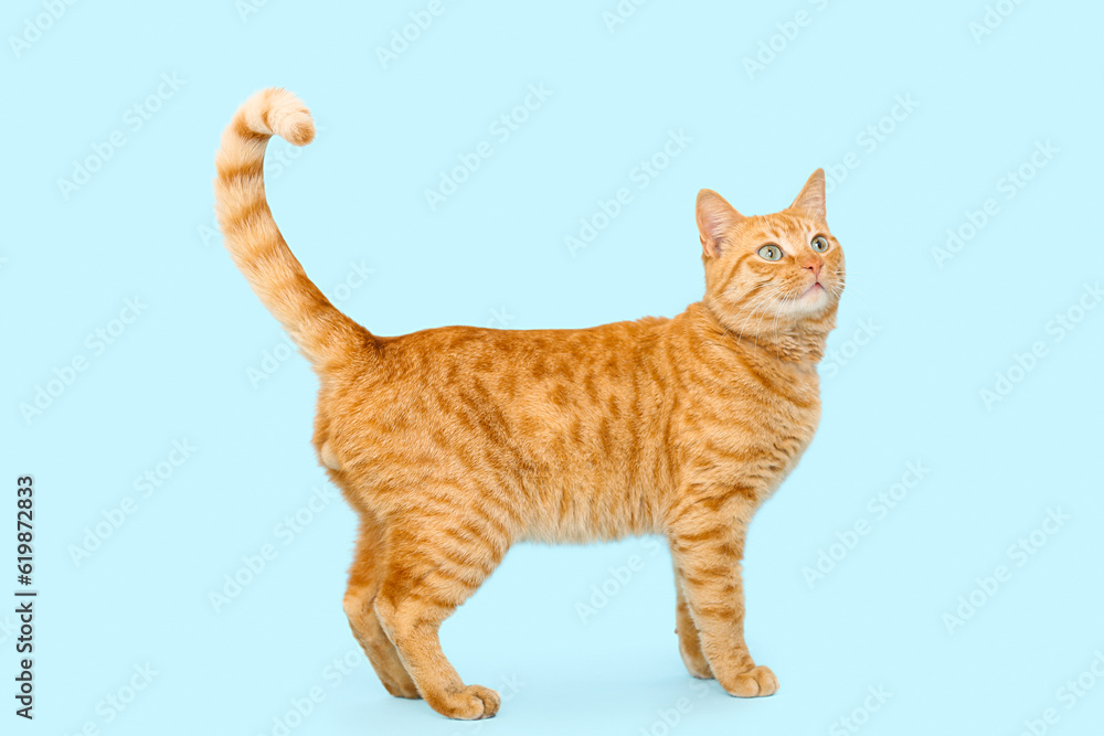 Cute ginger cat on blue background