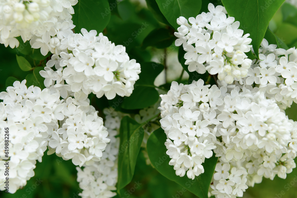 Beautiful white lilac flowers on spring day, closeup