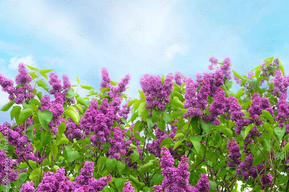 Beautiful lilac tree on blue sky background