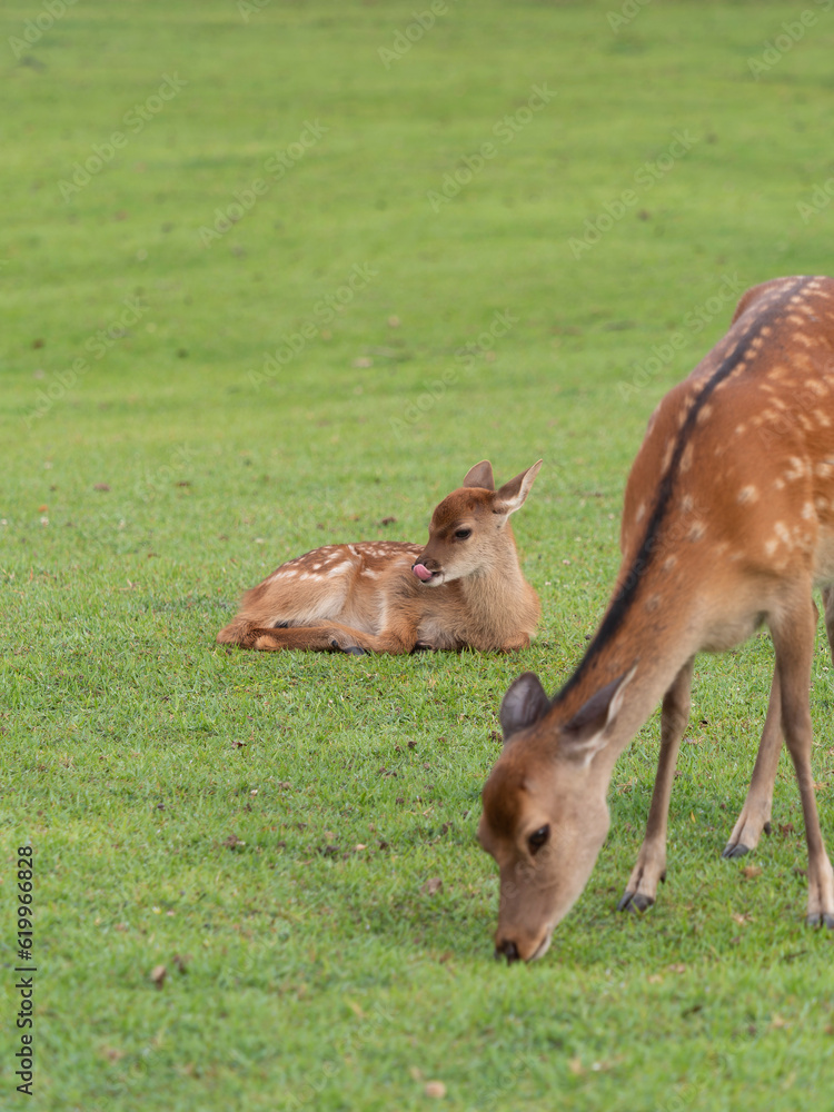 奈良公園の鹿の親子