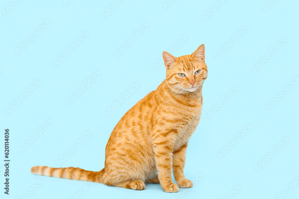 Cute ginger cat on blue background