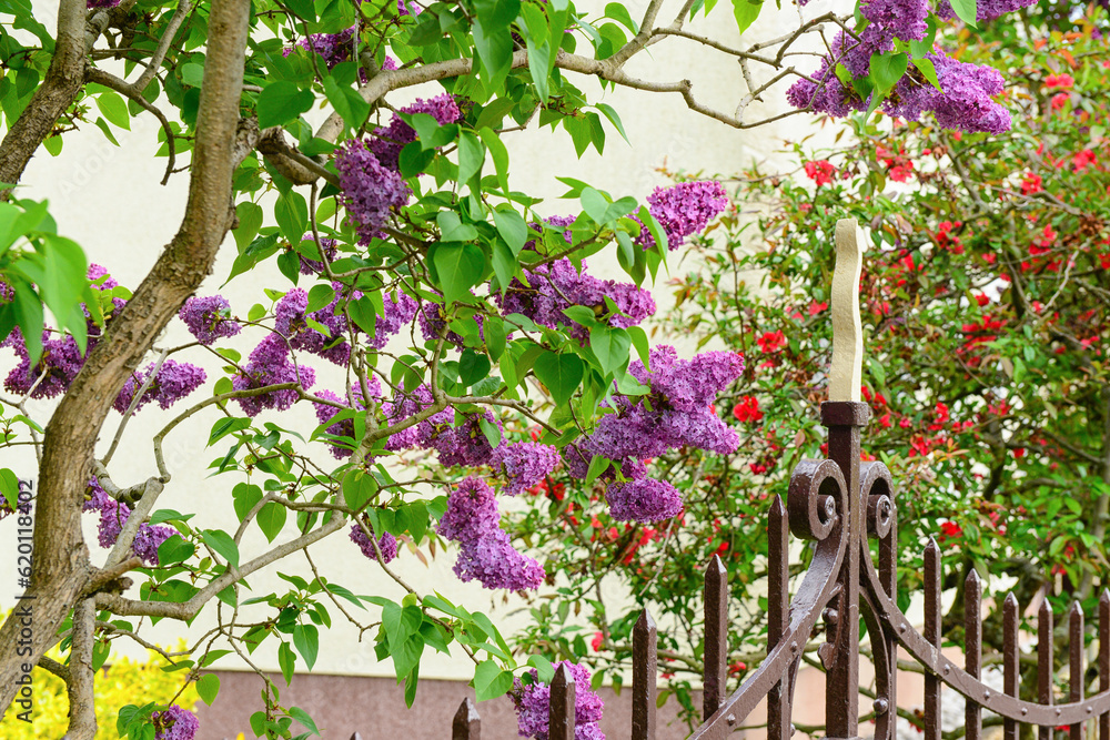 Beautiful lilac tree on spring day