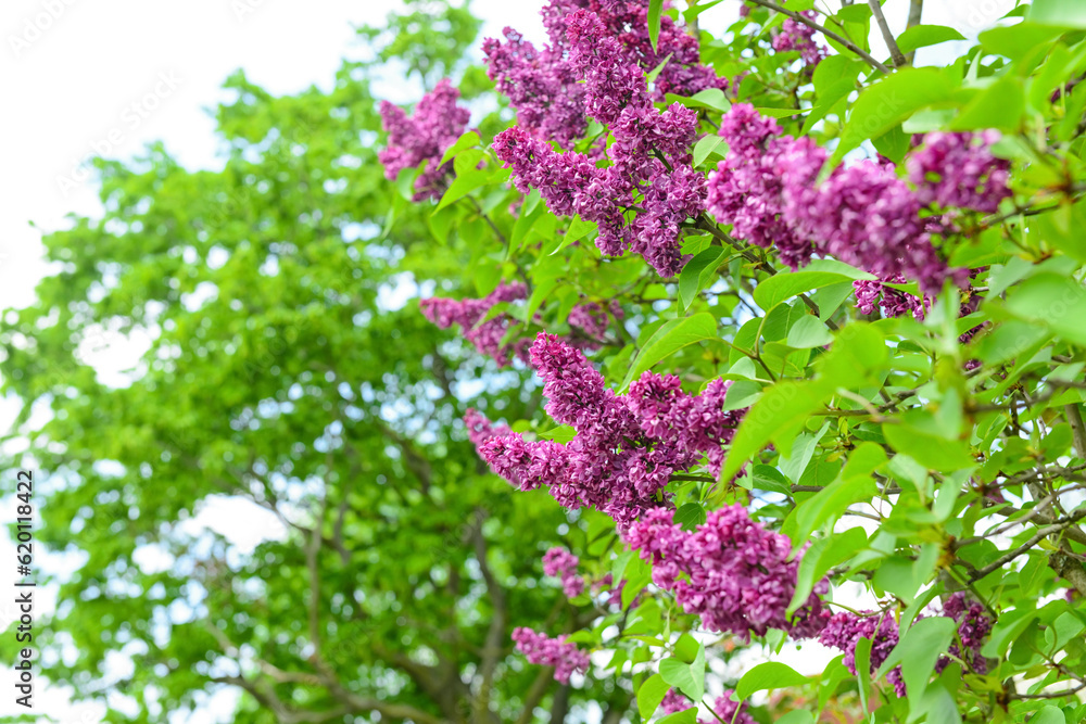 Beautiful violet lilac flowers on spring day