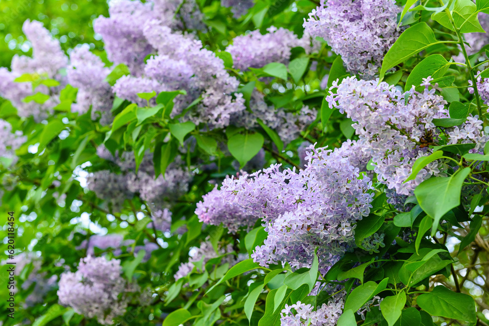 Beautiful lilac tree on spring day