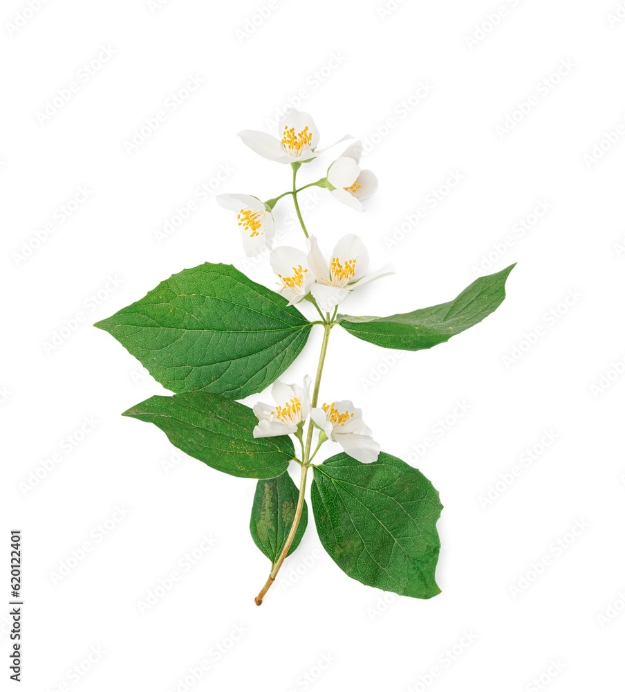 Jasmine twig on white background