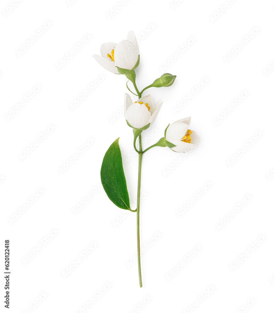 Jasmine twig on white background