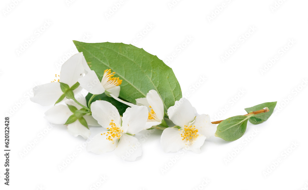 Jasmine twig on white background