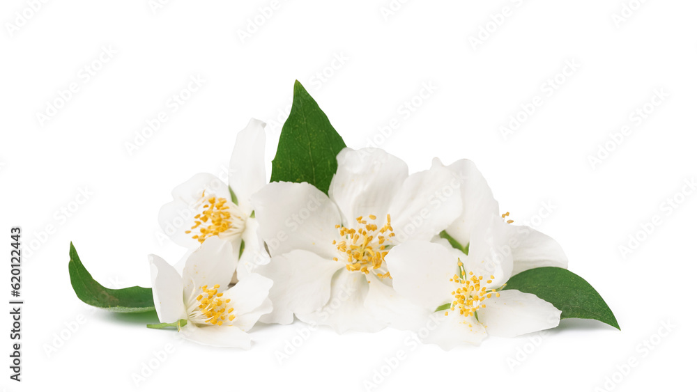 Jasmine twig on white background