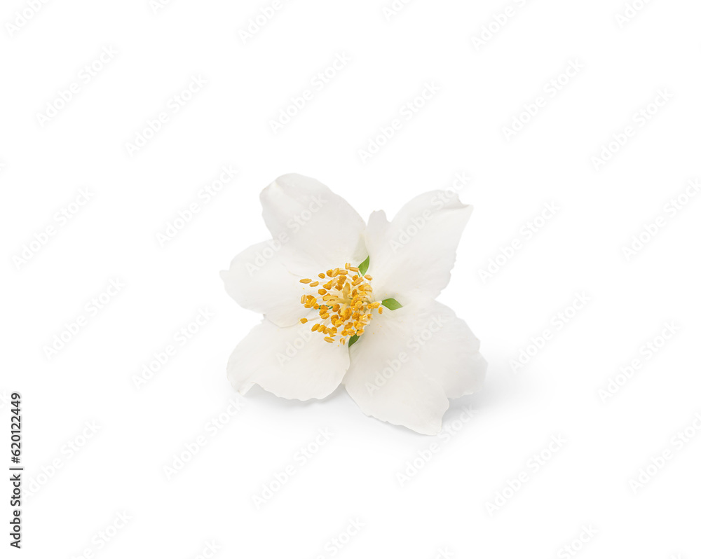 Jasmine flower on white background