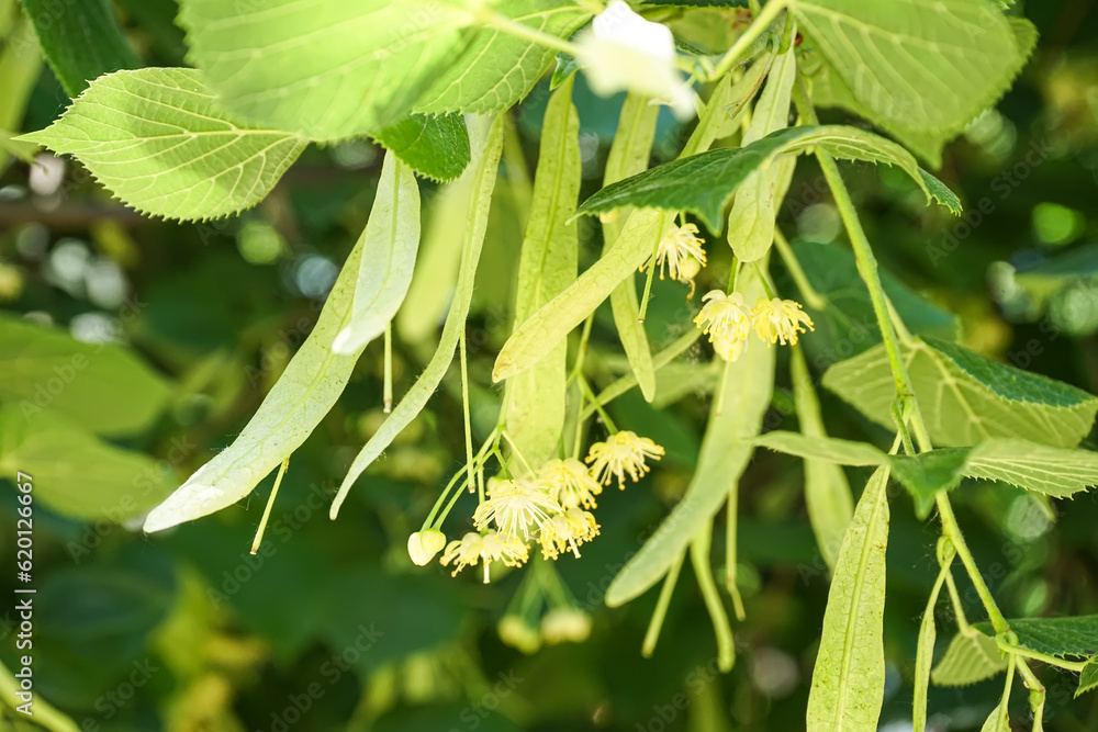 Blossoming linden branches outdoors, closeup