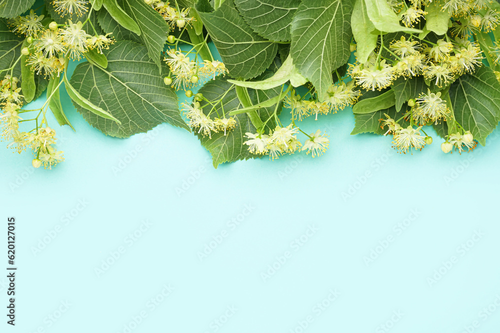 Fresh linden flowers with leaves on color background