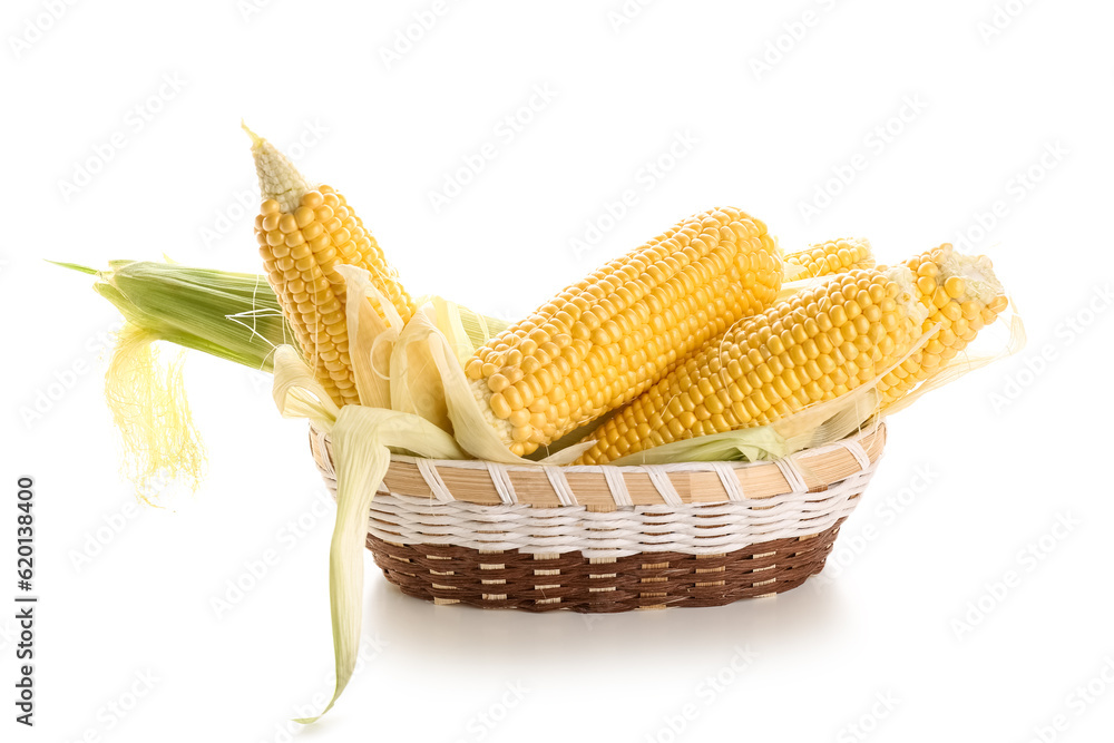 Wicker bowl with fresh corn cobs on white background