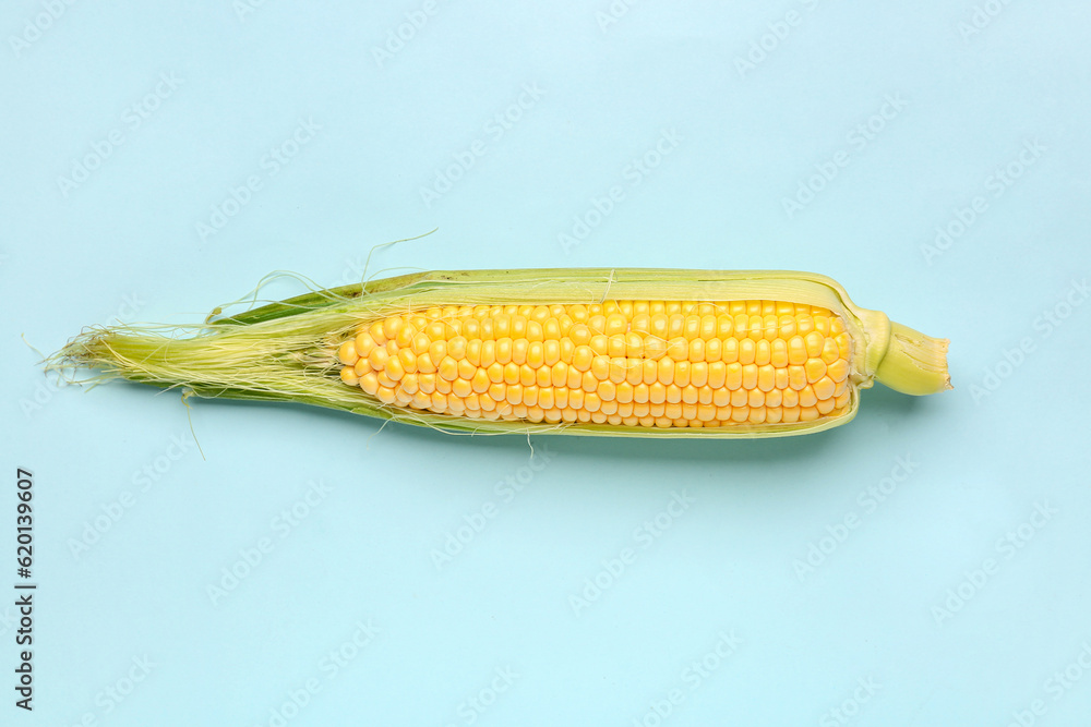 Fresh corn cob on blue background