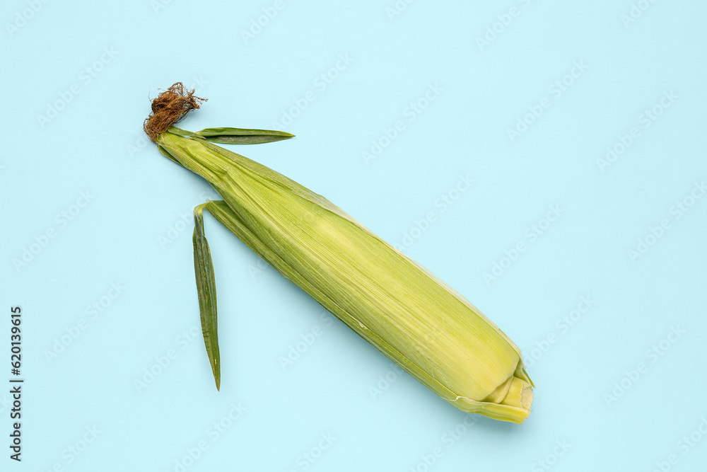 Fresh corn cob on blue background