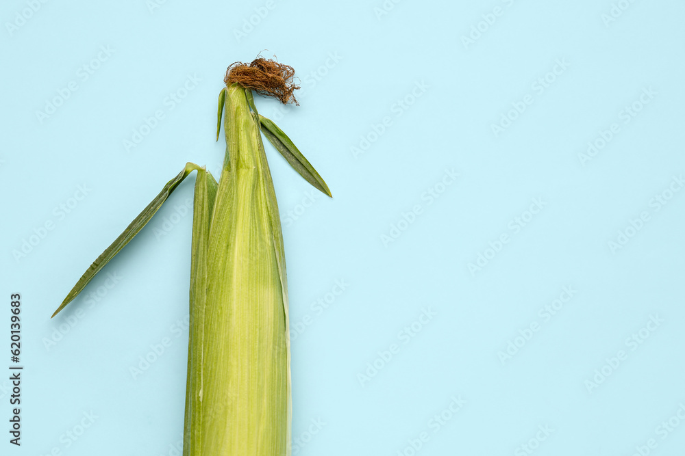 Fresh corn cob on blue background