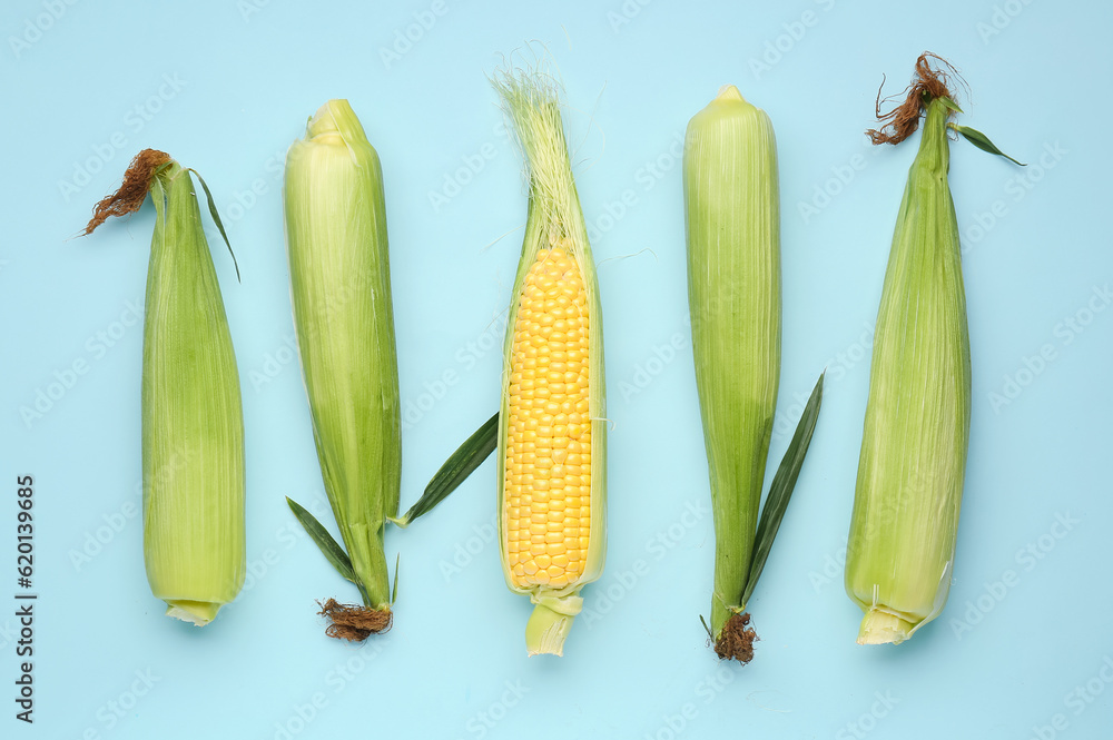 Fresh corn cobs on blue background