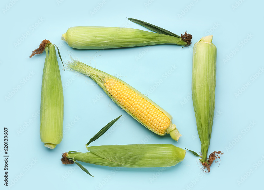 Fresh corn cobs on blue background