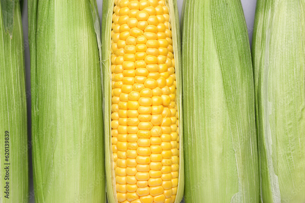 Texture of fresh corn cob as background