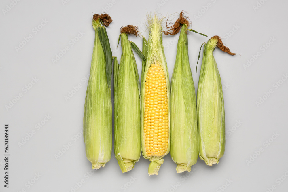 Fresh corn cobs on grey background