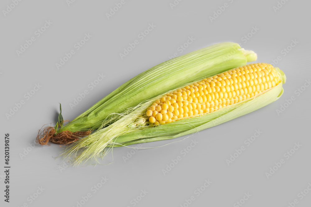 Fresh corn cobs on grey background