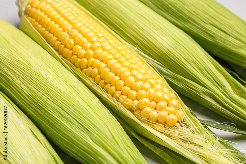 Texture of fresh corn cobs, closeup