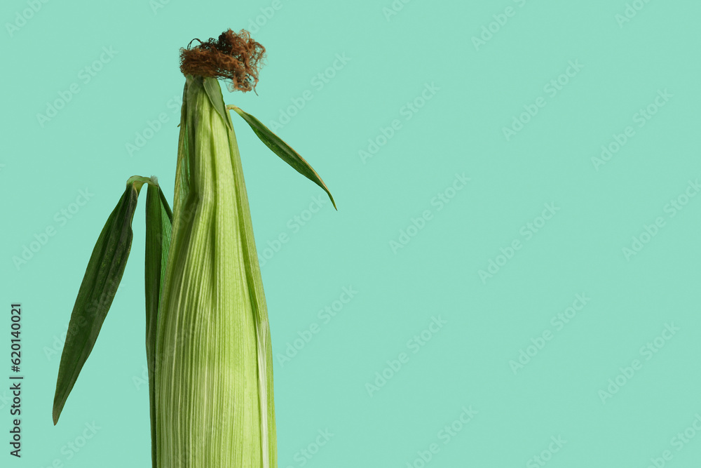 Fresh corn cobs on blue background