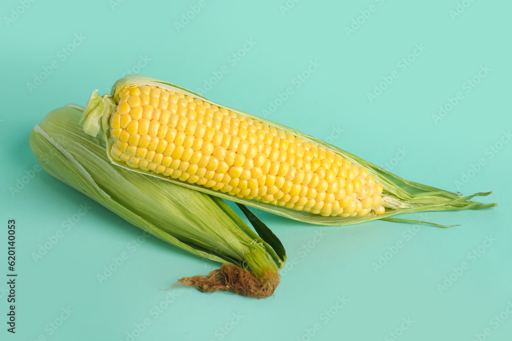 Fresh corn cobs on blue background