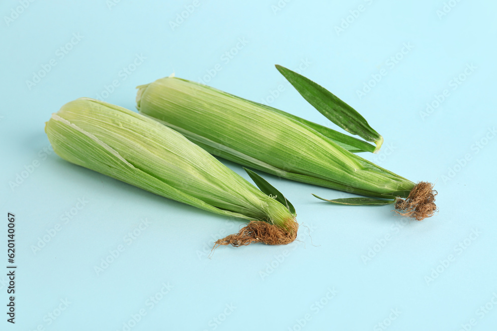 Fresh corn cobs on blue background