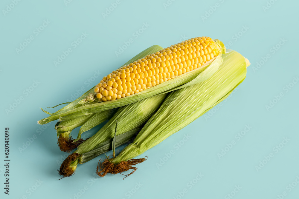 Fresh corn cobs on blue background