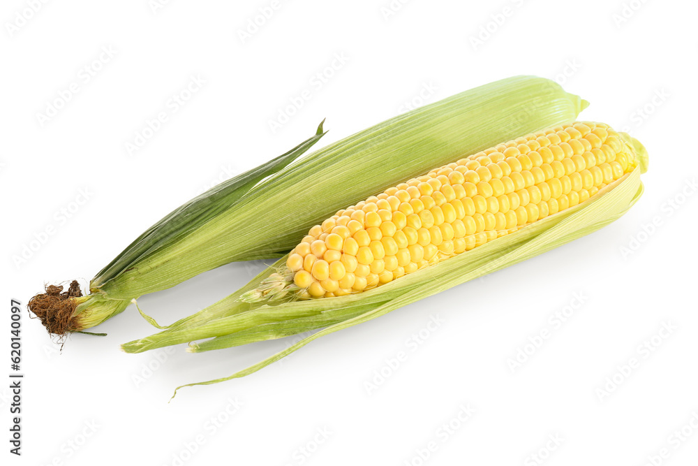 Fresh corn cobs on white background