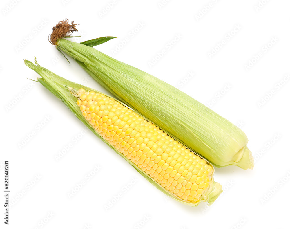 Fresh corn cobs on white background