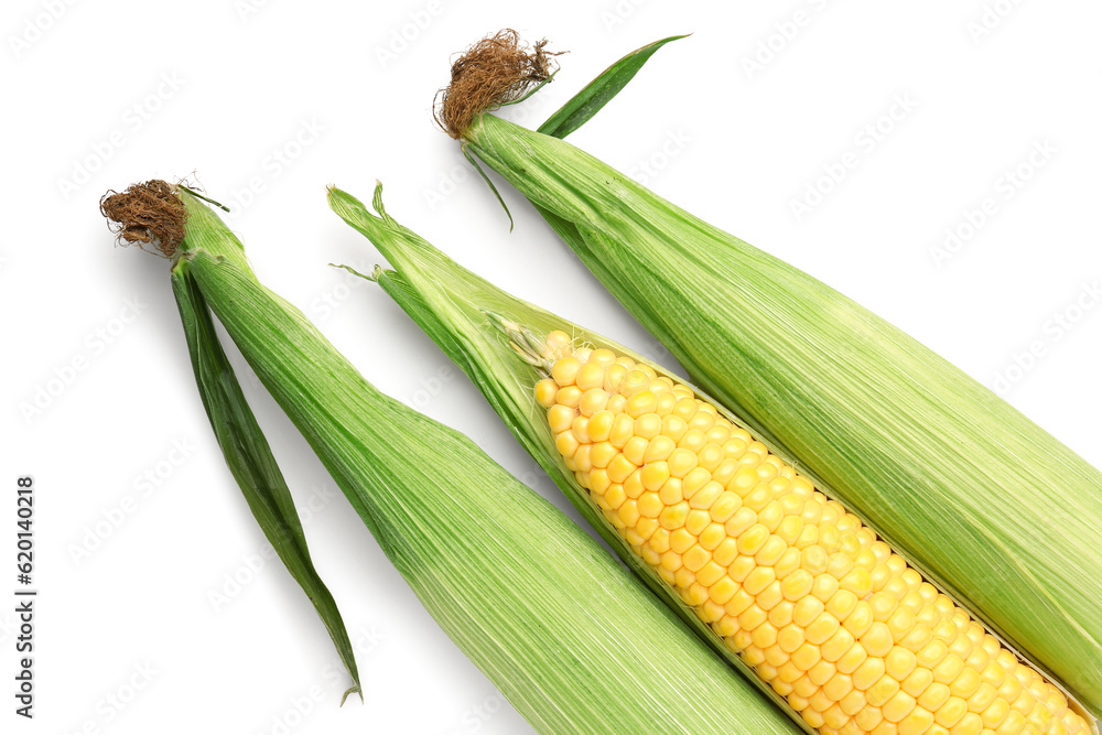 Fresh corn cobs on white background