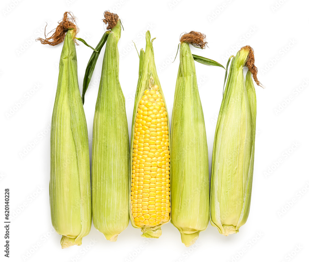 Fresh corn cobs on white background