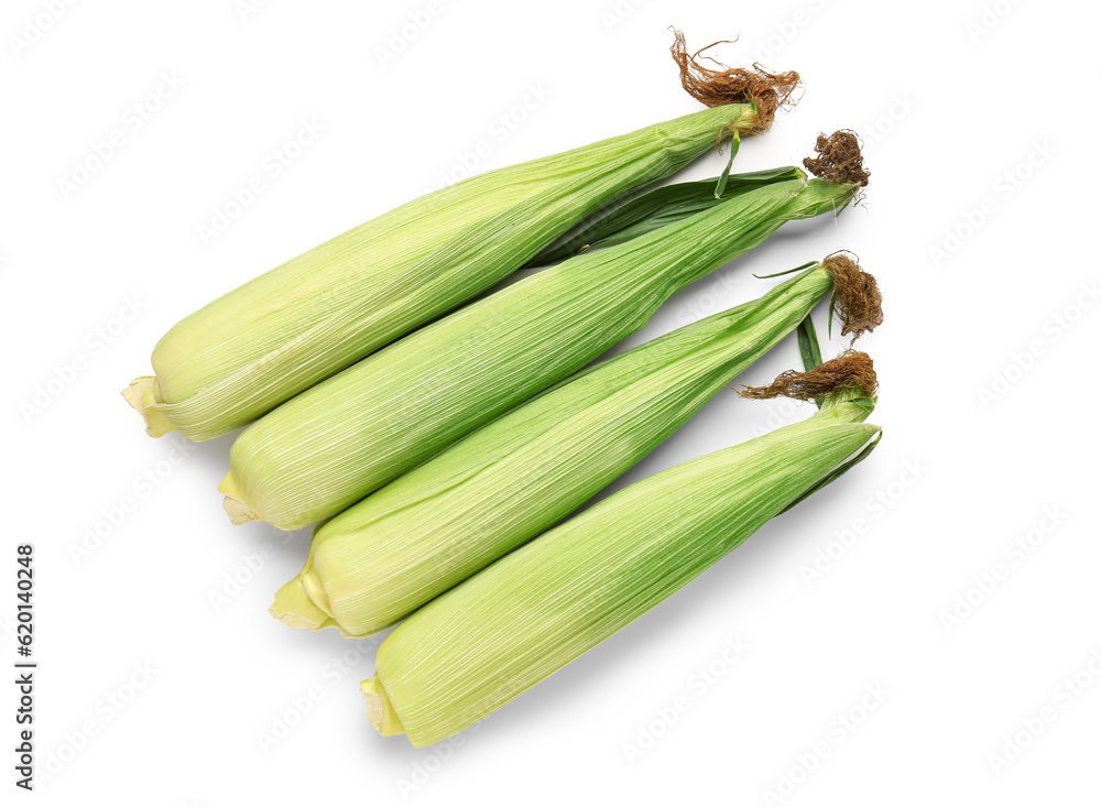 Fresh corn cobs on white background