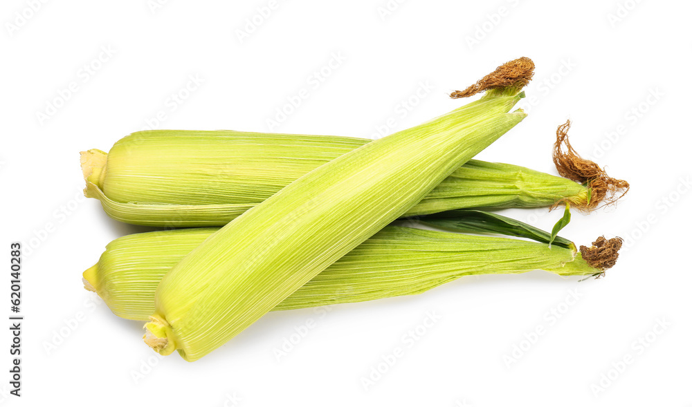 Fresh corn cobs on white background