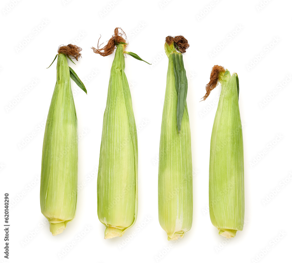 Fresh corn cobs on white background