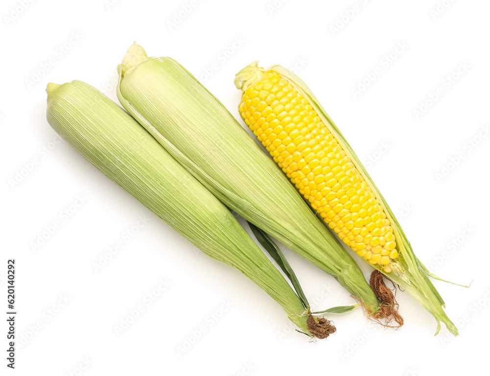 Fresh corn cobs on white background