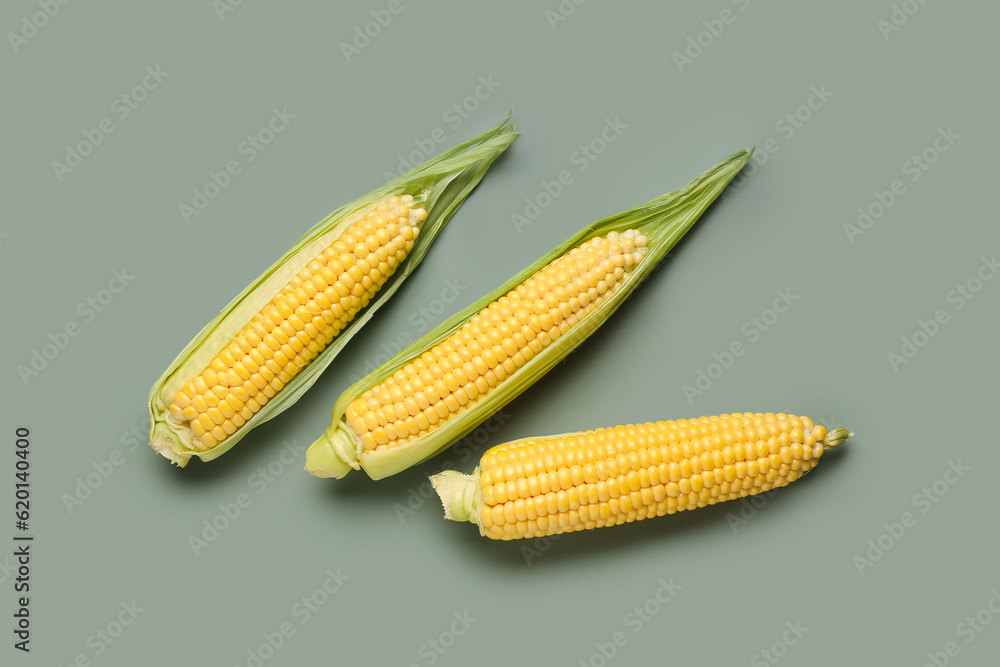 Fresh corn cobs on grey background