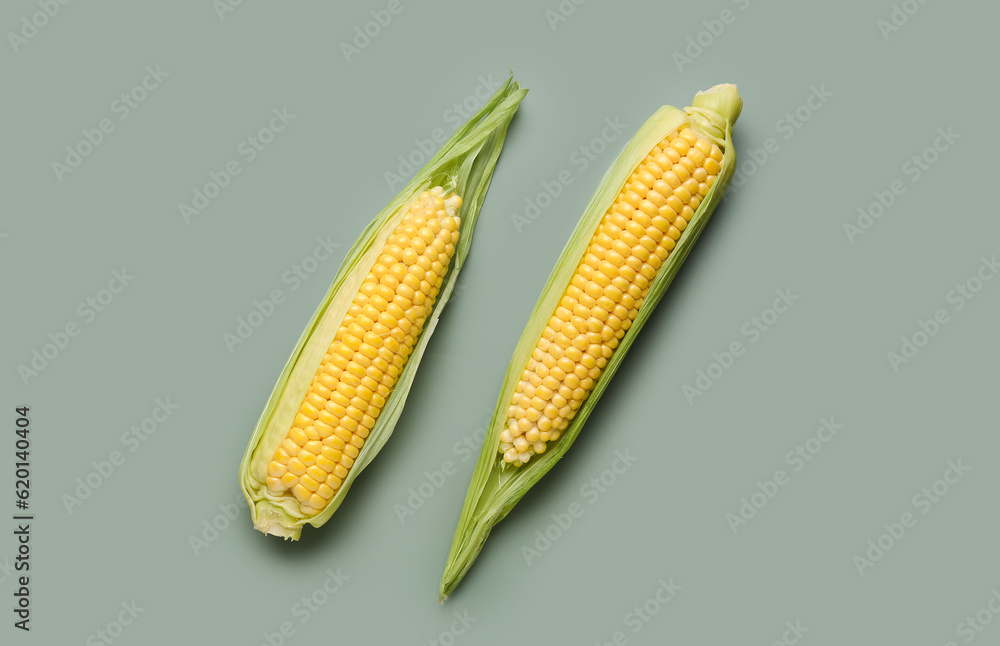 Fresh corn cobs on grey background