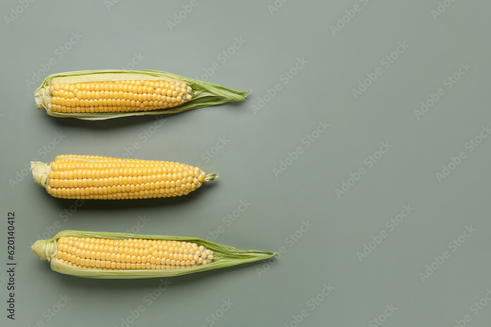 Fresh corn cobs on grey background