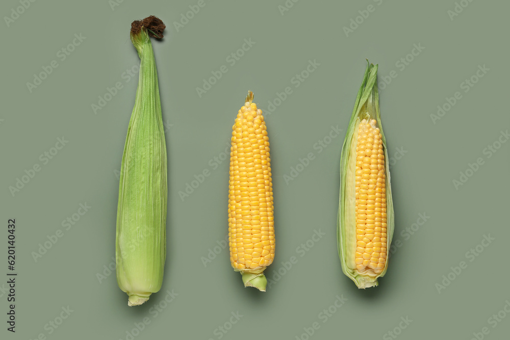 Fresh corn cobs on grey background