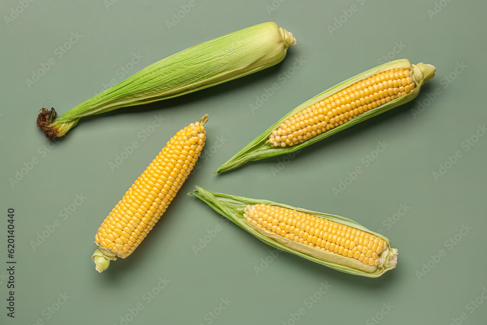 Fresh corn cobs on grey background