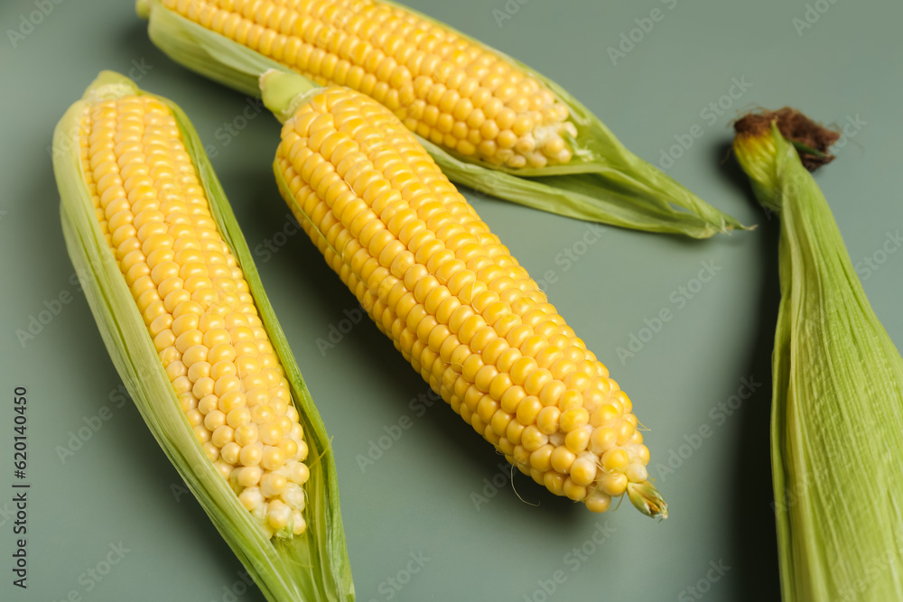 Fresh corn cobs on grey background