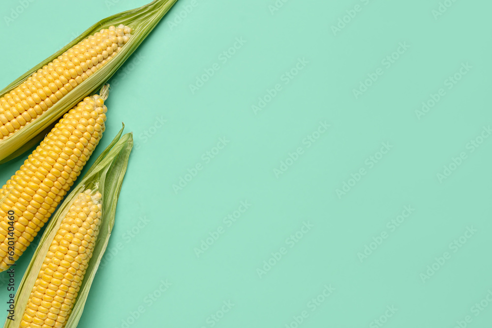 Fresh corn cobs on blue background