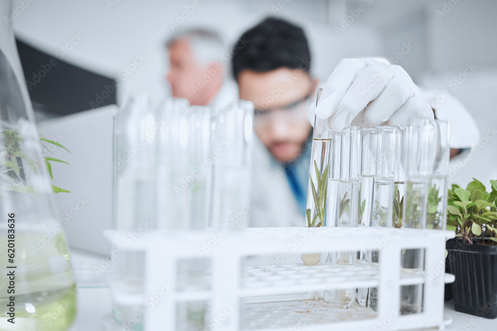 Science, test tube and man with plant in laboratory for research, biology and study medicine. Health