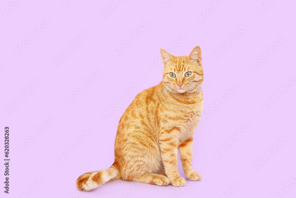 Cute ginger cat on lilac background