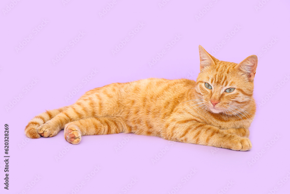 Cute ginger cat lying on lilac background