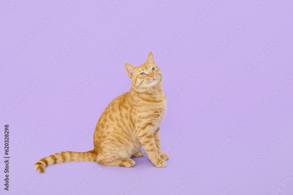 Cute ginger cat on lilac background