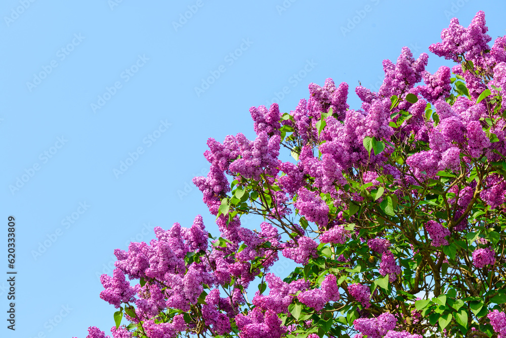 Beautiful violet lilac flowers on blue sky background