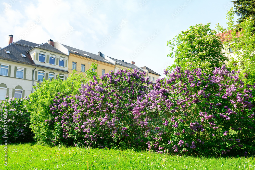 Beautiful lilac tree in city on spring day